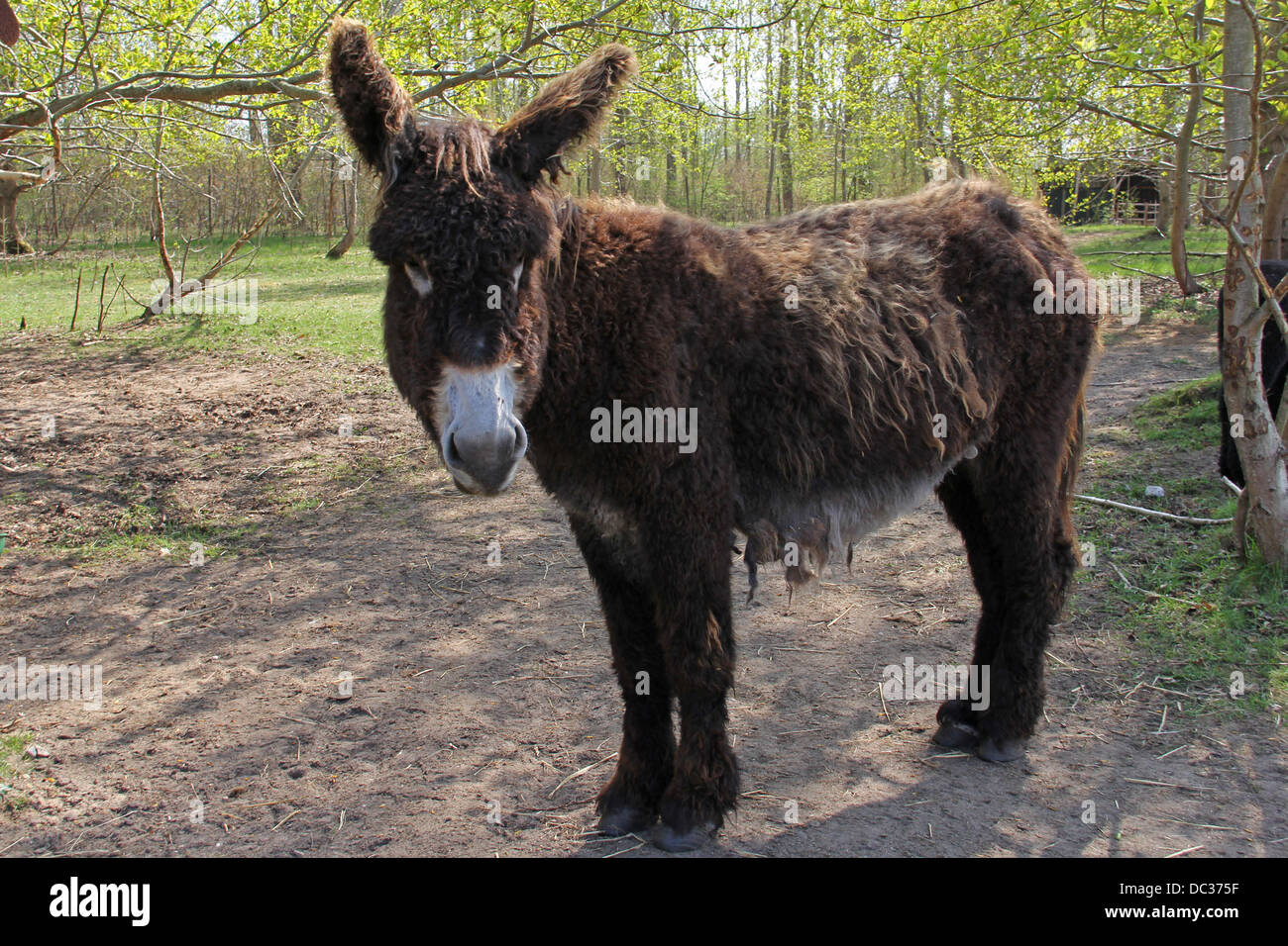 Zottig High Resolution Stock Photography and Images - Alamy