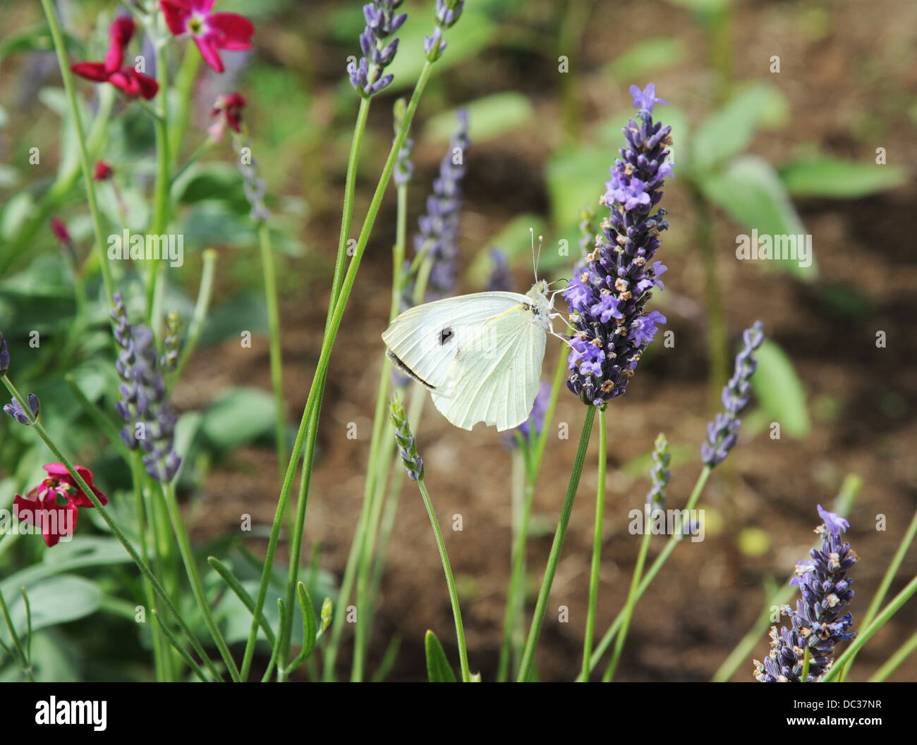 Large White butterfly on lavender flowers. Stock Photo