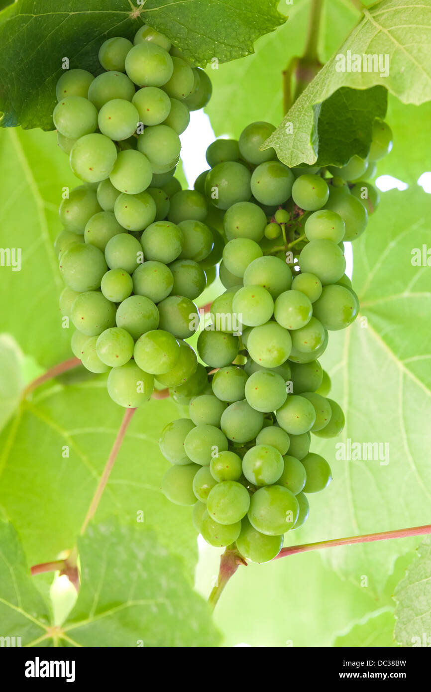 Green grapes hanging on a branch Stock Photo Alamy