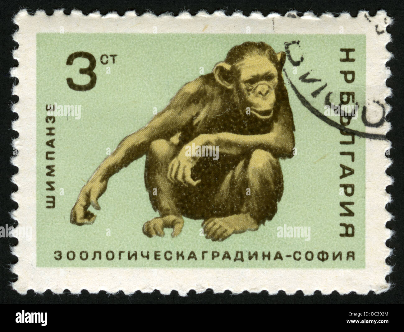 Bulgaria,post mark,stamp,animals,animals illustrations,fauna,mammals, postage  stamps, chimpanzee, monkey, monkeys Stock Photo - Alamy