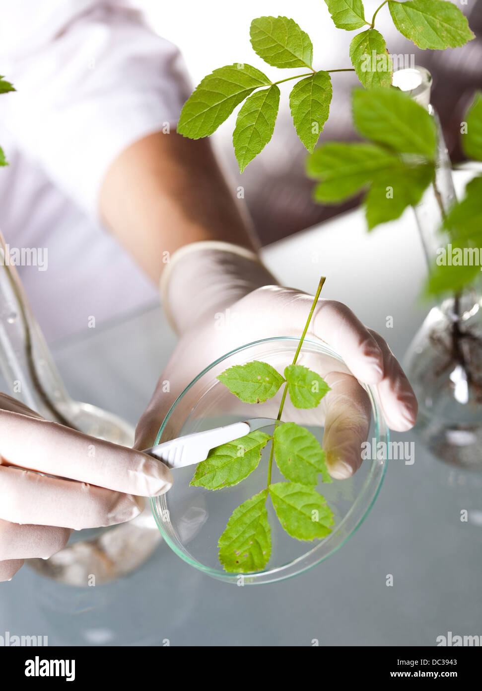 Labrorator Tree Working in a laboratory and plants Stock Photo - Alamy