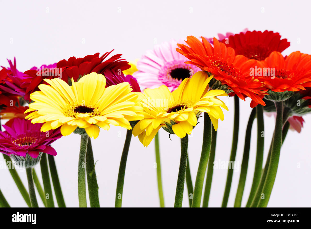 A  colorful display of  cut daisy's Stock Photo