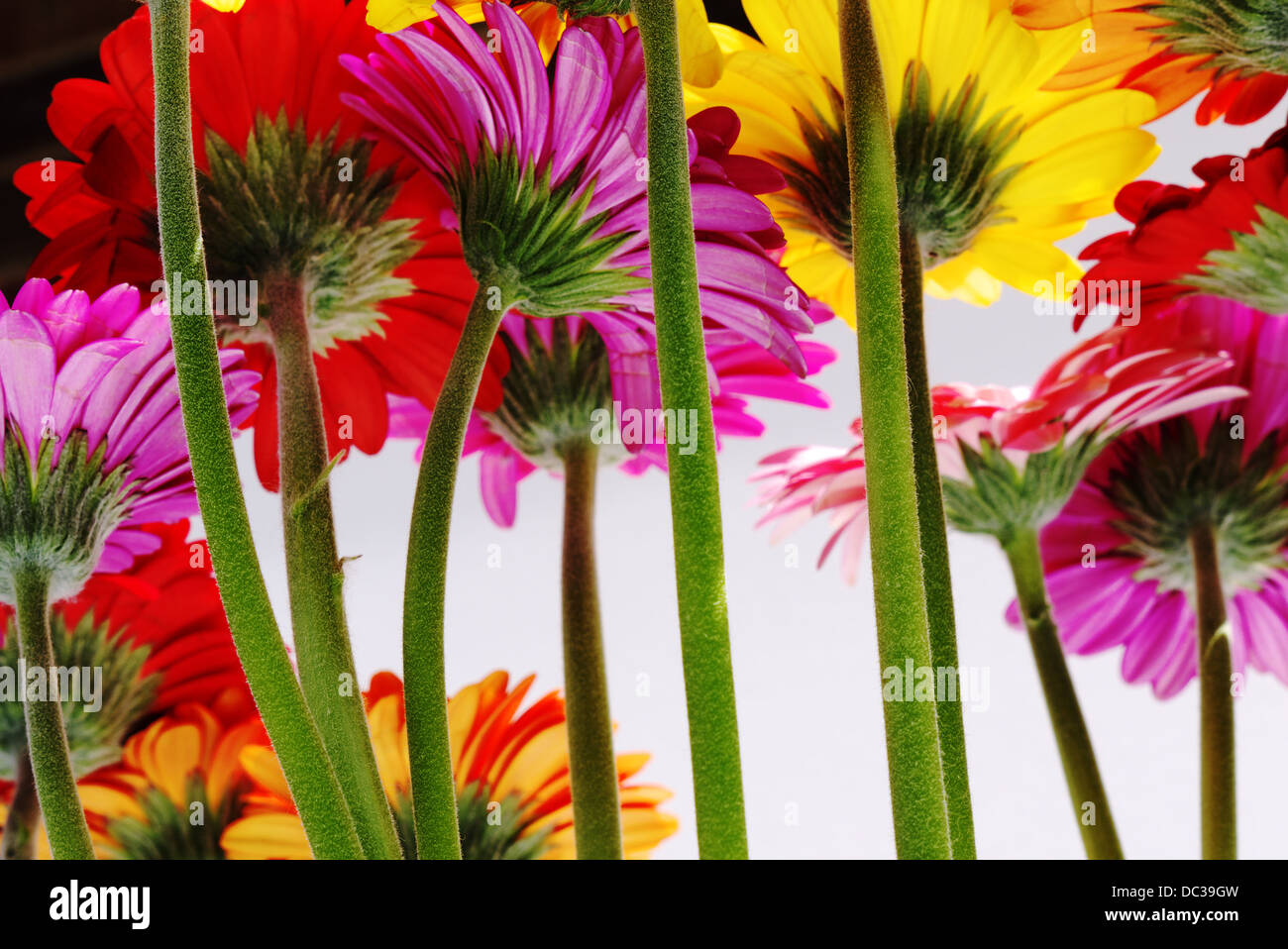 A  colorful display of  cut daisy's Stock Photo