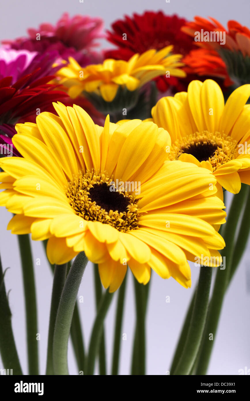 A colorful display of cut daisy's Stock Photo - Alamy