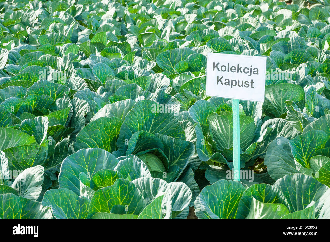 An image of cabbage ready to harvest Stock Photo Alamy