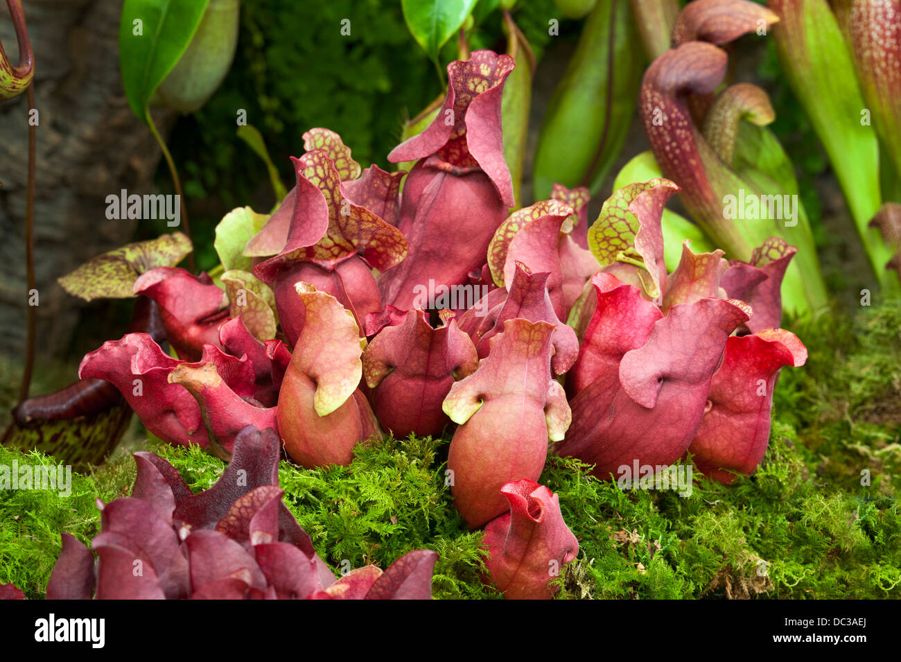 pitcher plant sarracenia purpurea s sp. burkei Stock Photo
