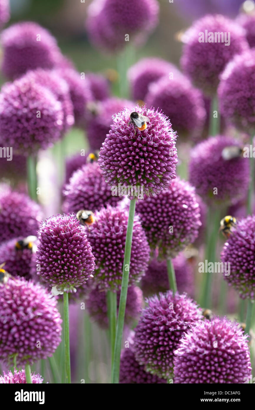 allium sphaerocephalon with bees Stock Photo