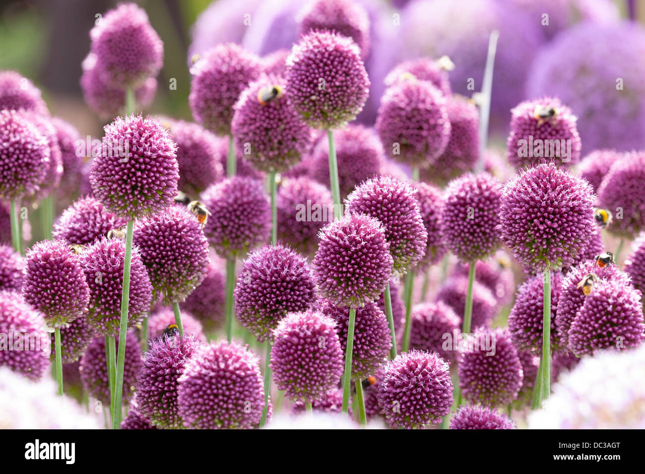 allium sphaerocephalon with bees Stock Photo