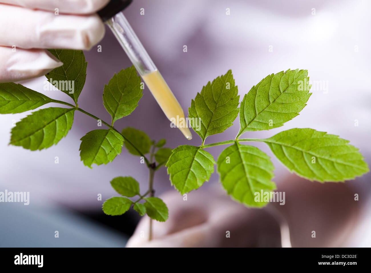 Floral science in laboratory Stock Photo Alamy