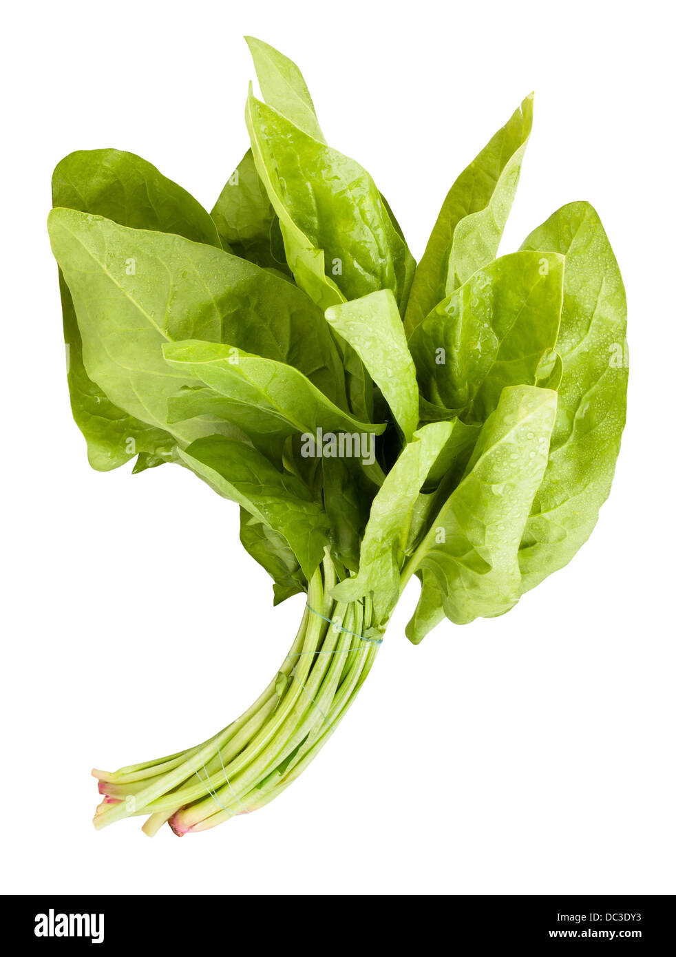 spinach leaves isolated on white background Stock Photo