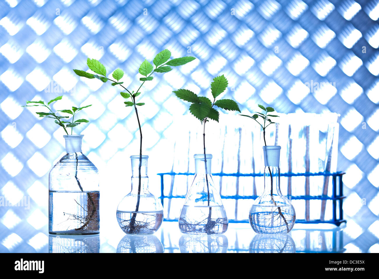 Floral science in laboratory Stock Photo Alamy