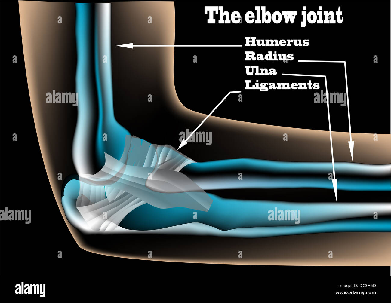 The elbow joint on black background Stock Photo - Alamy