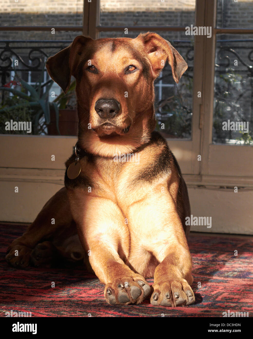 prone large dog relaxing at home Stock Photo