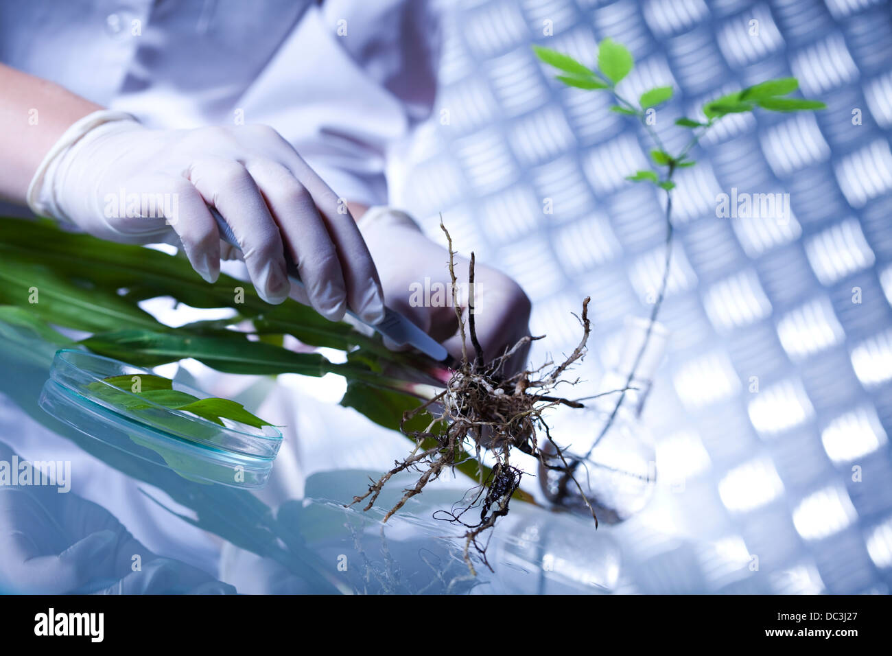 Ecology laboratory experiment in plants Stock Photo Alamy