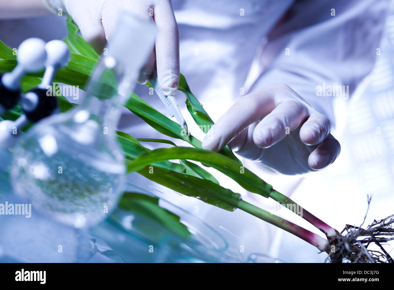 Ecology laboratory experiment in plants Stock Photo Alamy