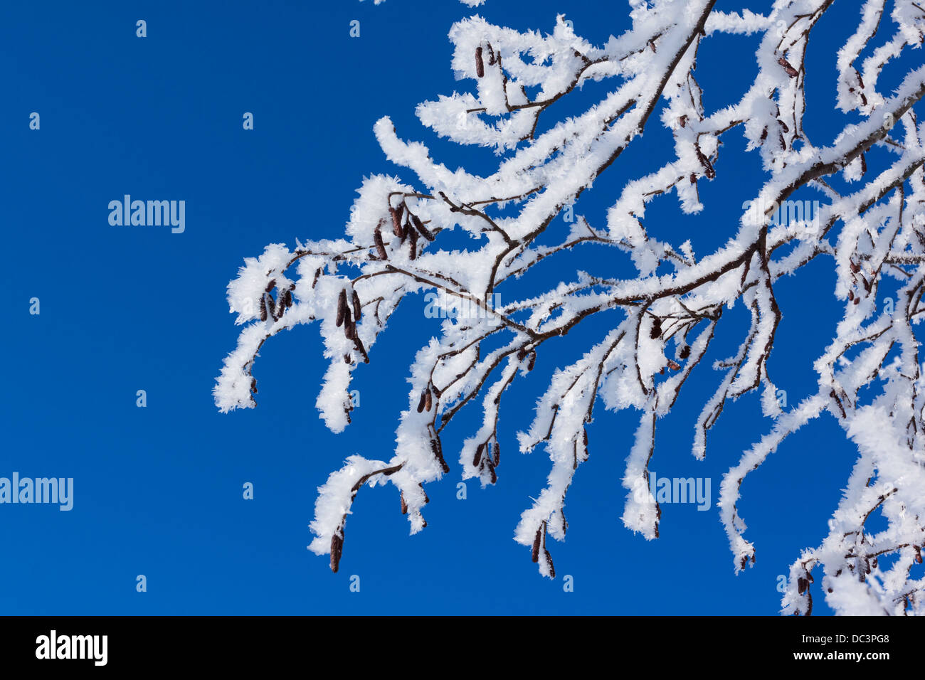 Closeup of branches of a tree, covered with rime frost against a blue ...