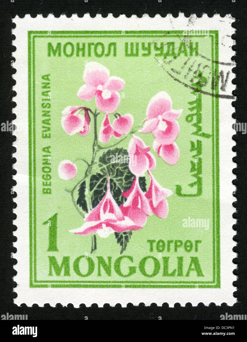 Mongolia,post mark,stamp,postage stamps,flowers, plants, flora,flower, Begonia Evansiana Stock Photo