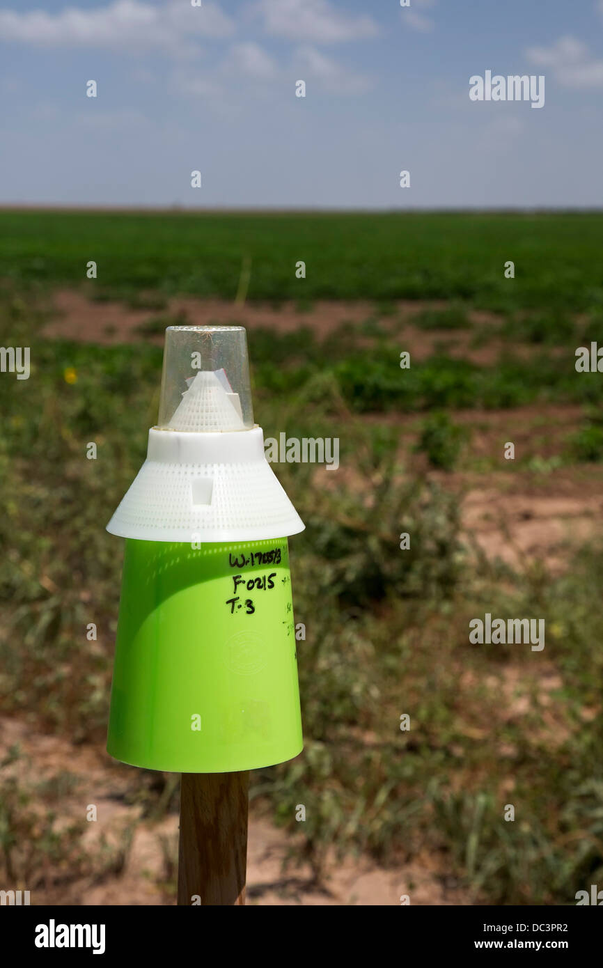 A boll weevil trap on farm land in the Rio Grande Valley of Texas Stock Photo