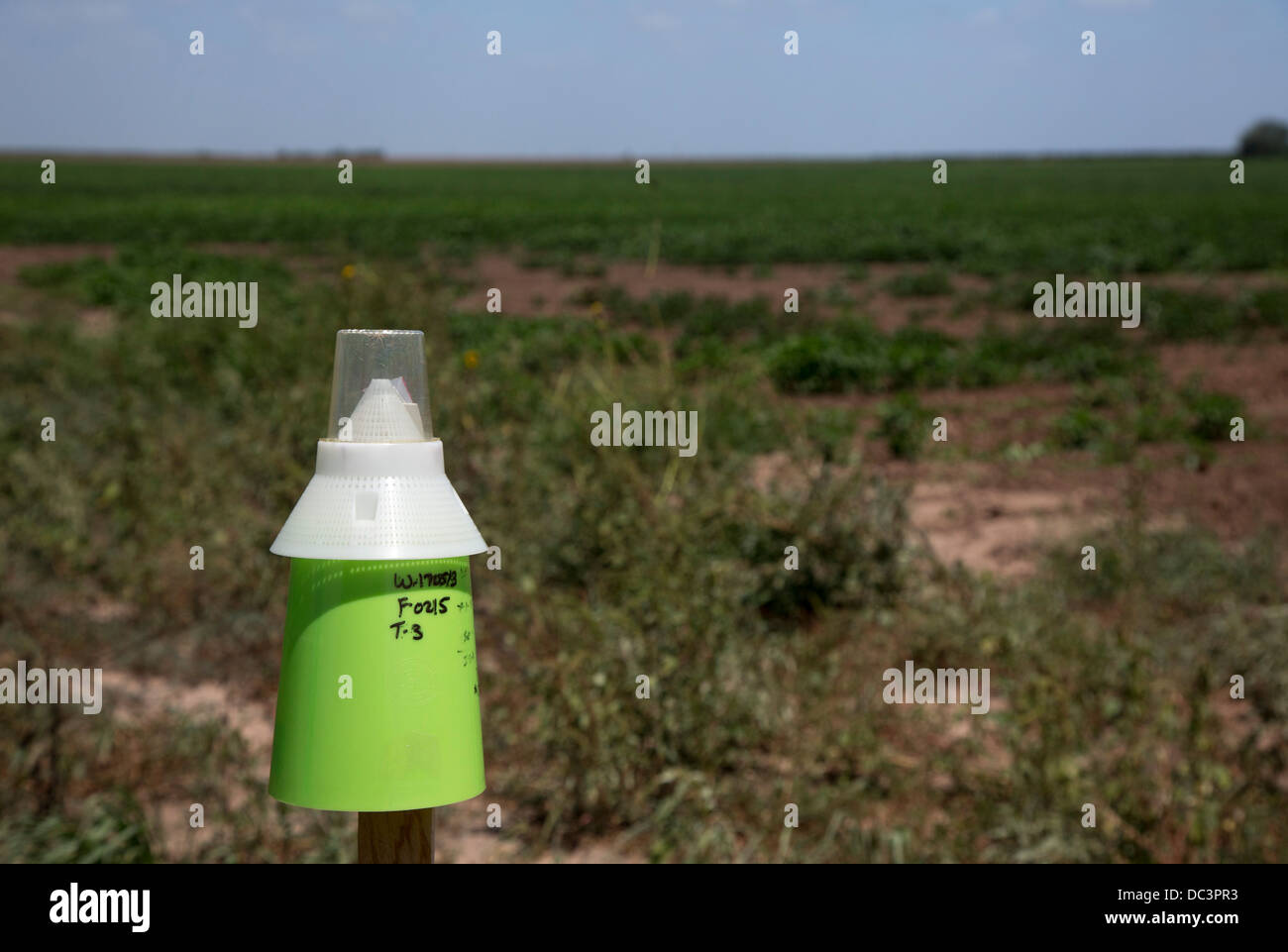 A boll weevil trap on farm land in the Rio Grande Valley of Texas Stock Photo