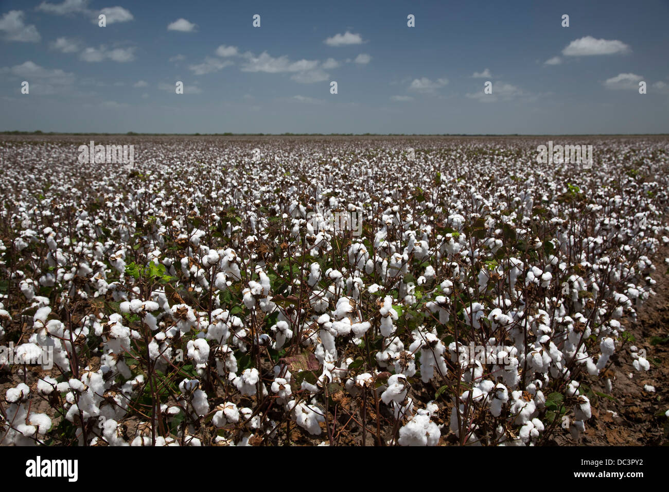 Cotton farming texas hires stock photography and images Alamy