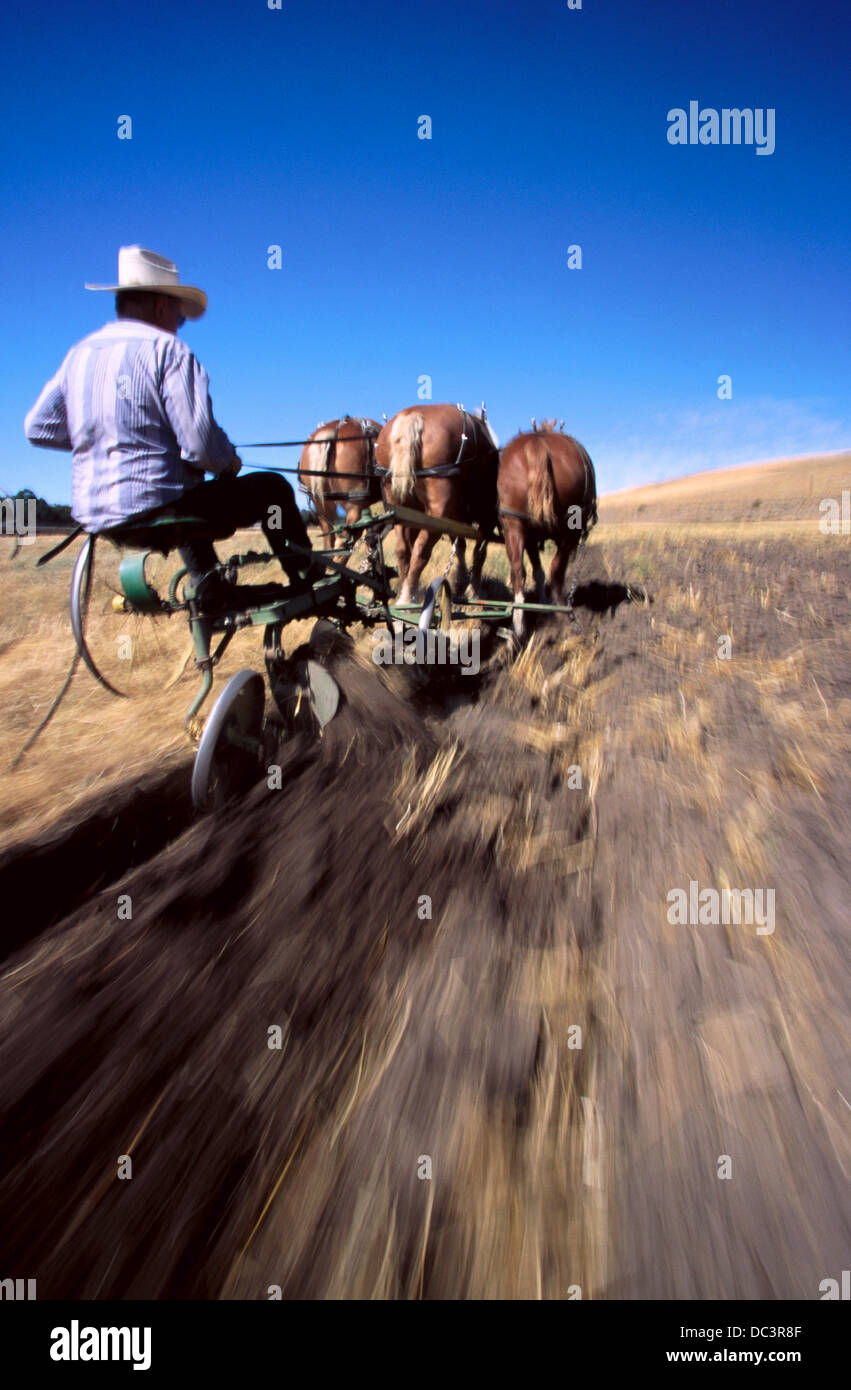 Horsedrawn plowing in Oregon, USA, with threehorse team of Belgian
