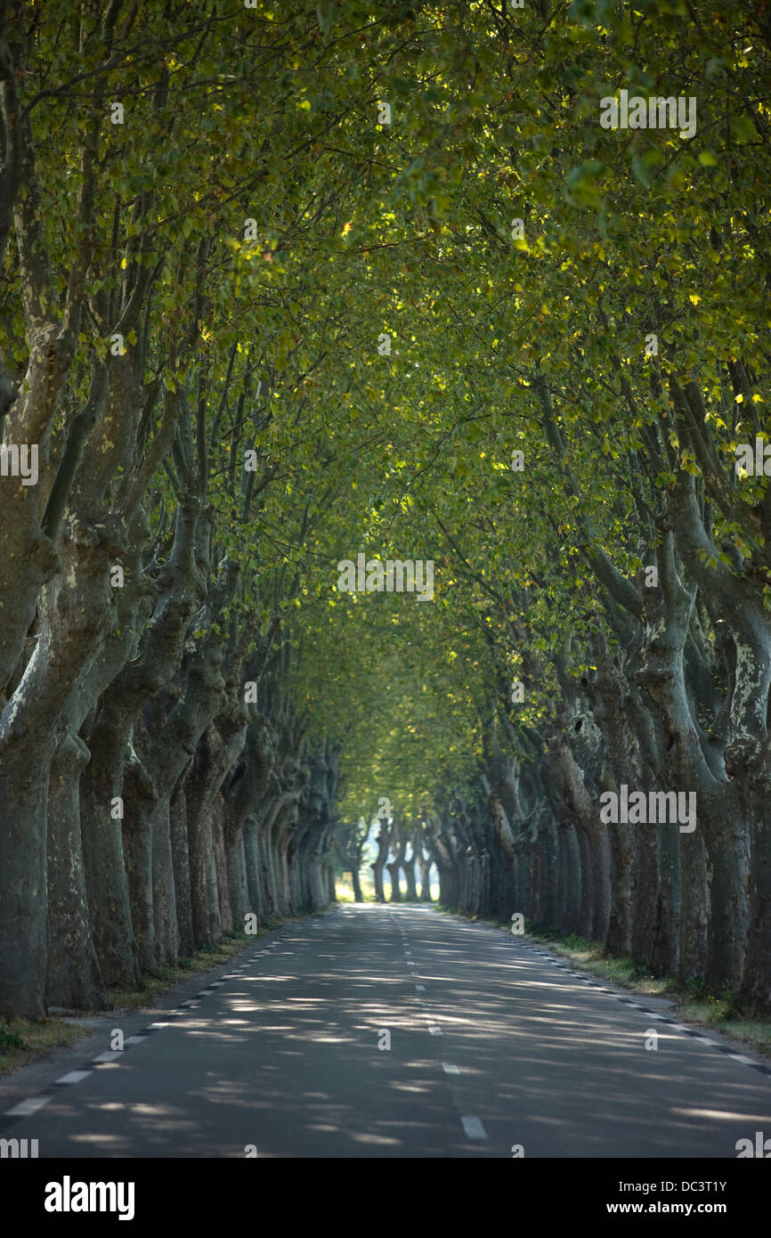 ROUTE D99 SYCAMORE TREE LINED ROAD SAINT REMY PROVENCE FRANCE Stock Photo