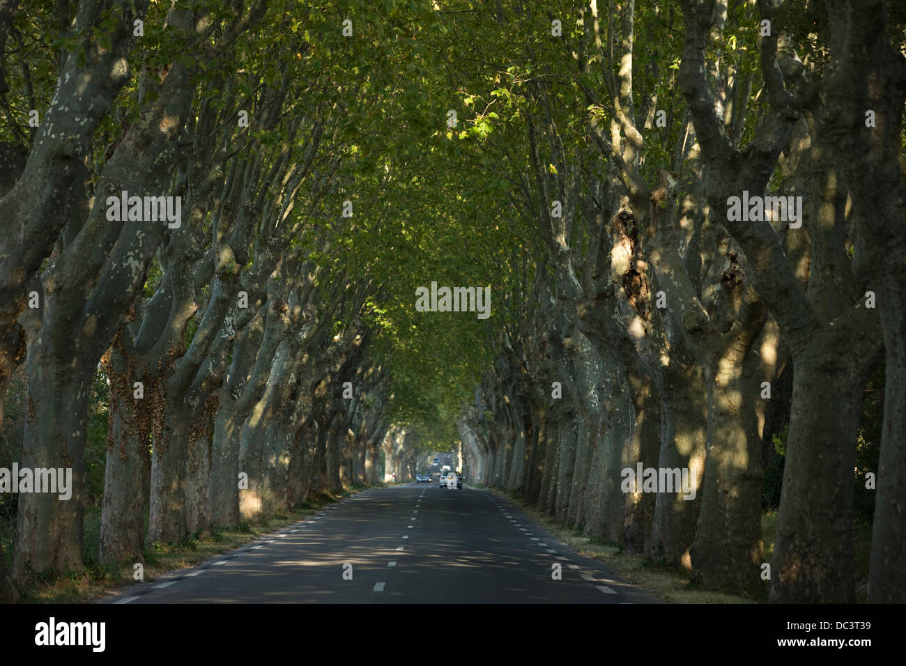 ROUTE D99 SYCAMORE TREE LINED ROAD SAINT REMY PROVENCE FRANCE Stock Photo