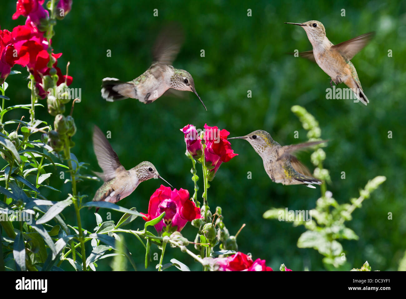 Птица гудит. Львиный зев Колибри. Hummingbirds- Mihail Monsters and animals (le Version) (''Bird'') - Hummingbirds (le) v2.