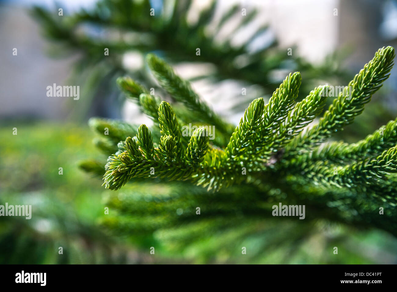 Green lush fur-tree branch of the natural growing tree Stock Photo