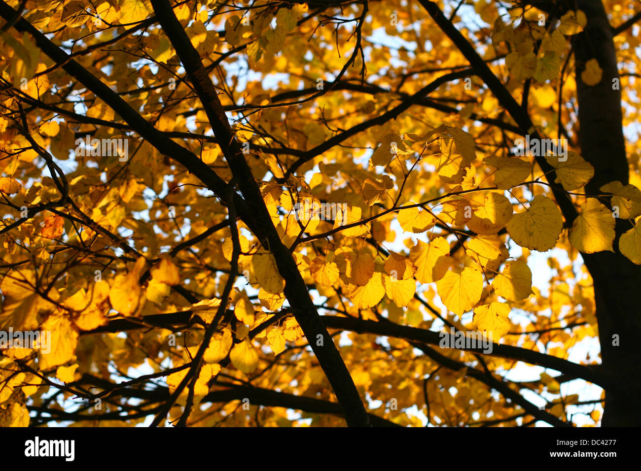 last golden leaves autumn background Stock Photo - Alamy