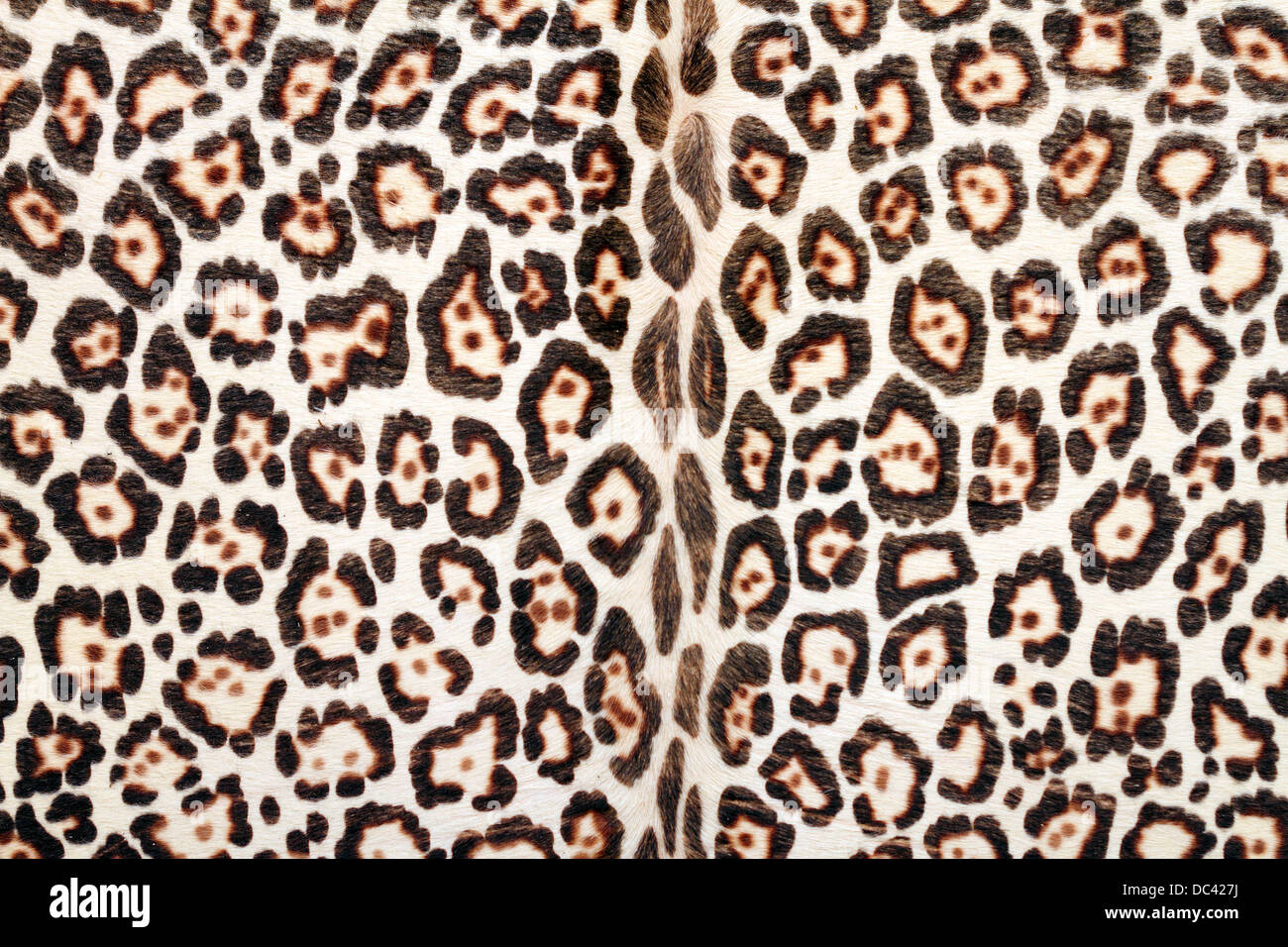 closeup of leopard fur - interesting texture Stock Photo