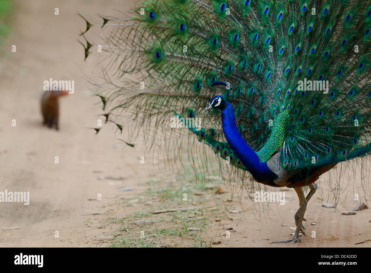 Indian peafowl common peacock hi-res stock photography and images - Alamy