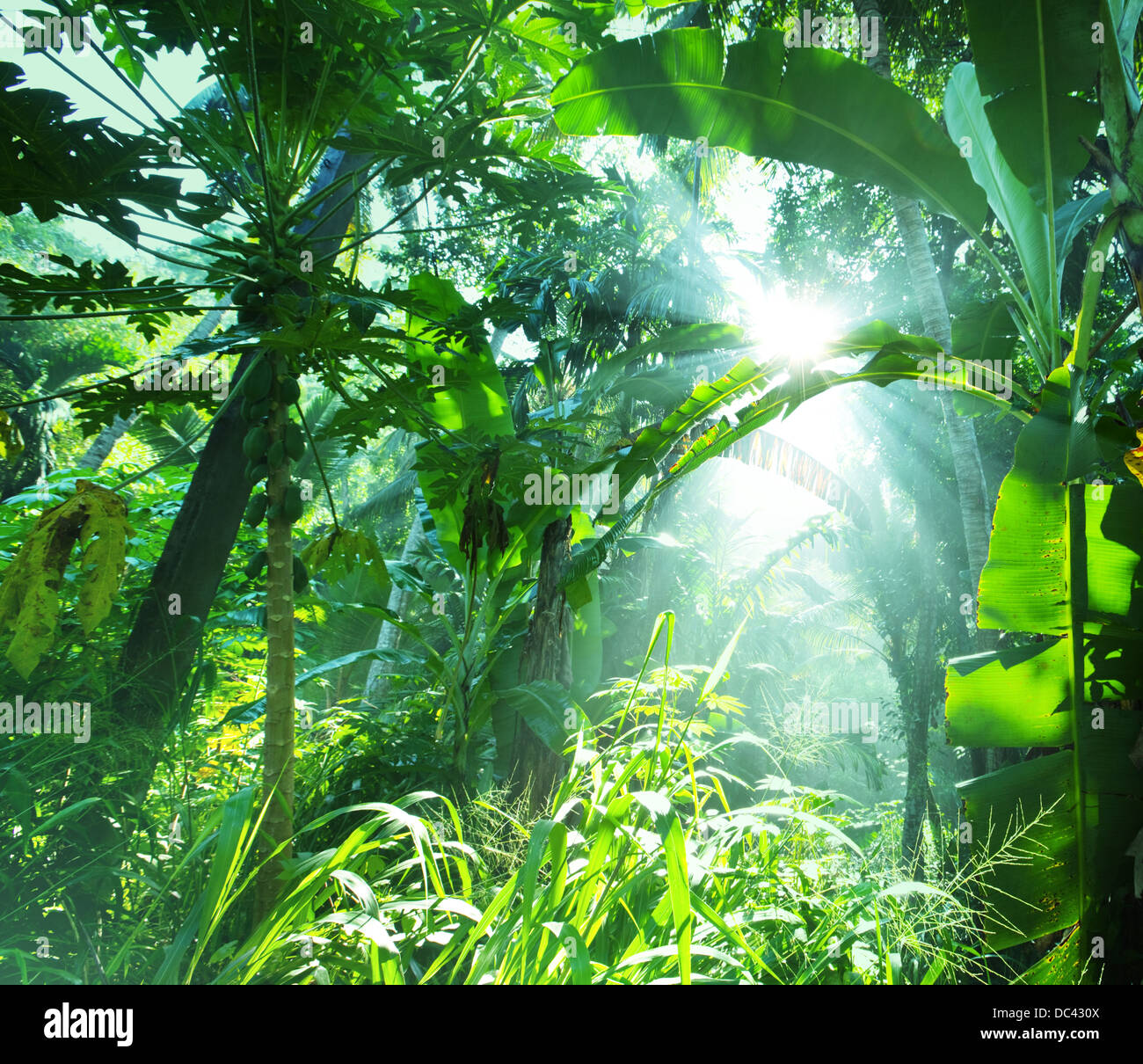 Jungle Stock Photo Alamy