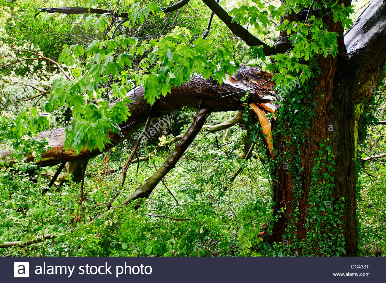 Tree Branch Snapped Off Stock Photos & Tree Branch Snapped Off Stock Images Alamy