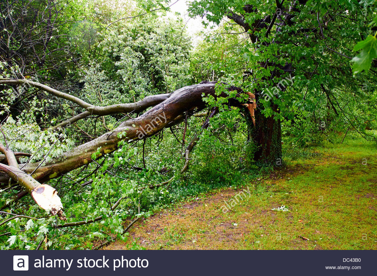 Broken Branch Stock Photos & Broken Branch Stock Images Alamy