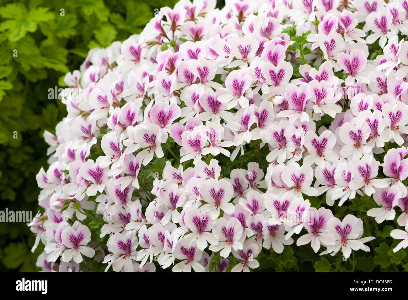 pelargonium 'imperial butterfly' geranium Stock Photo