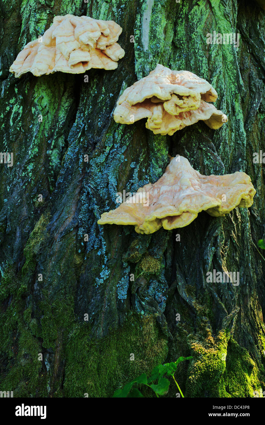 Hub fungus on a tree bark. Stock Photo