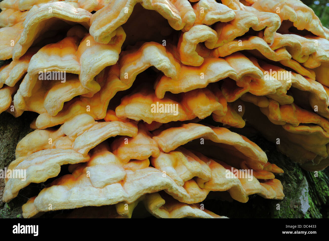 Close-up of a huge hub fungus. Stock Photo