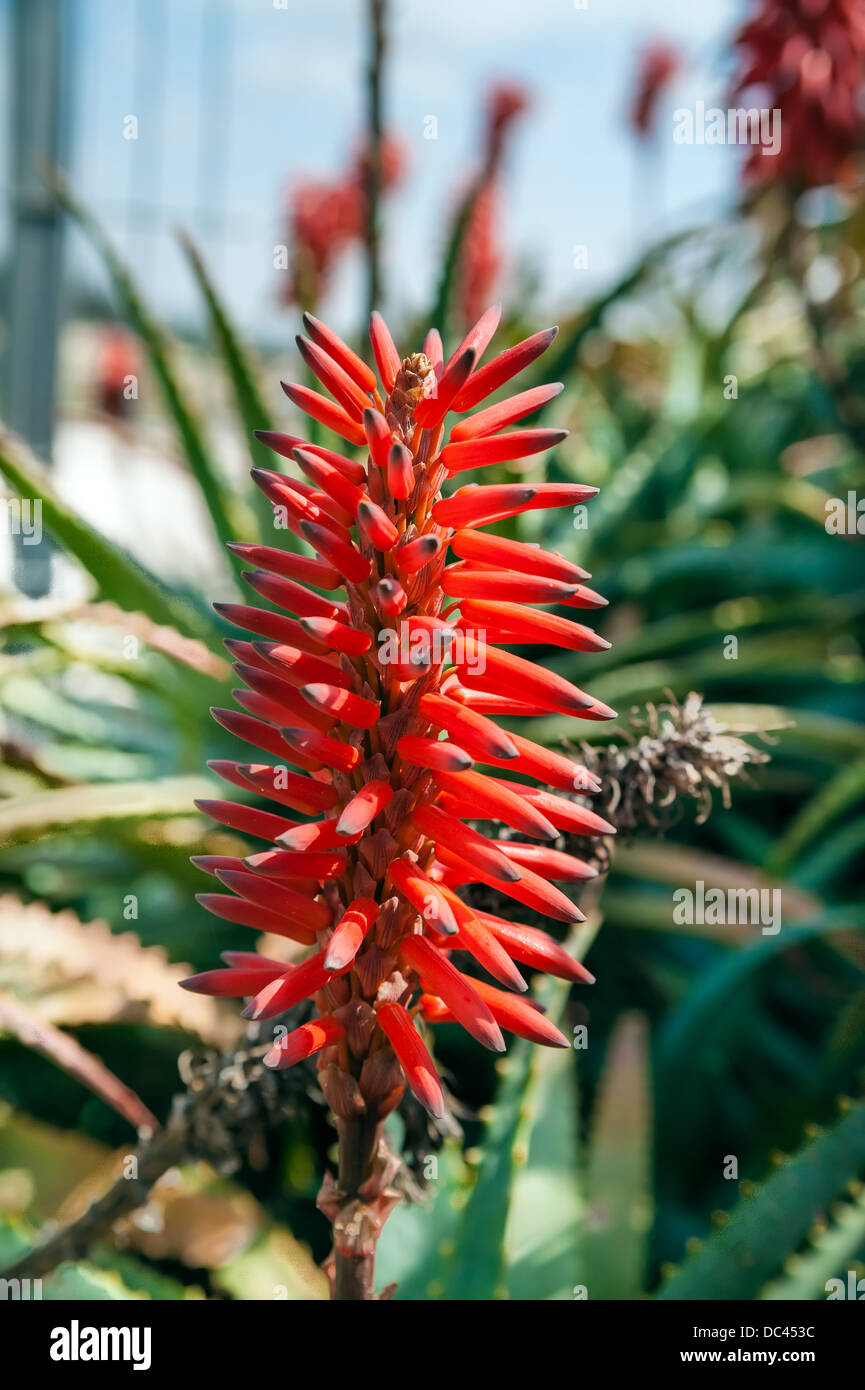Close up of aloe vera red flower Stock Photo