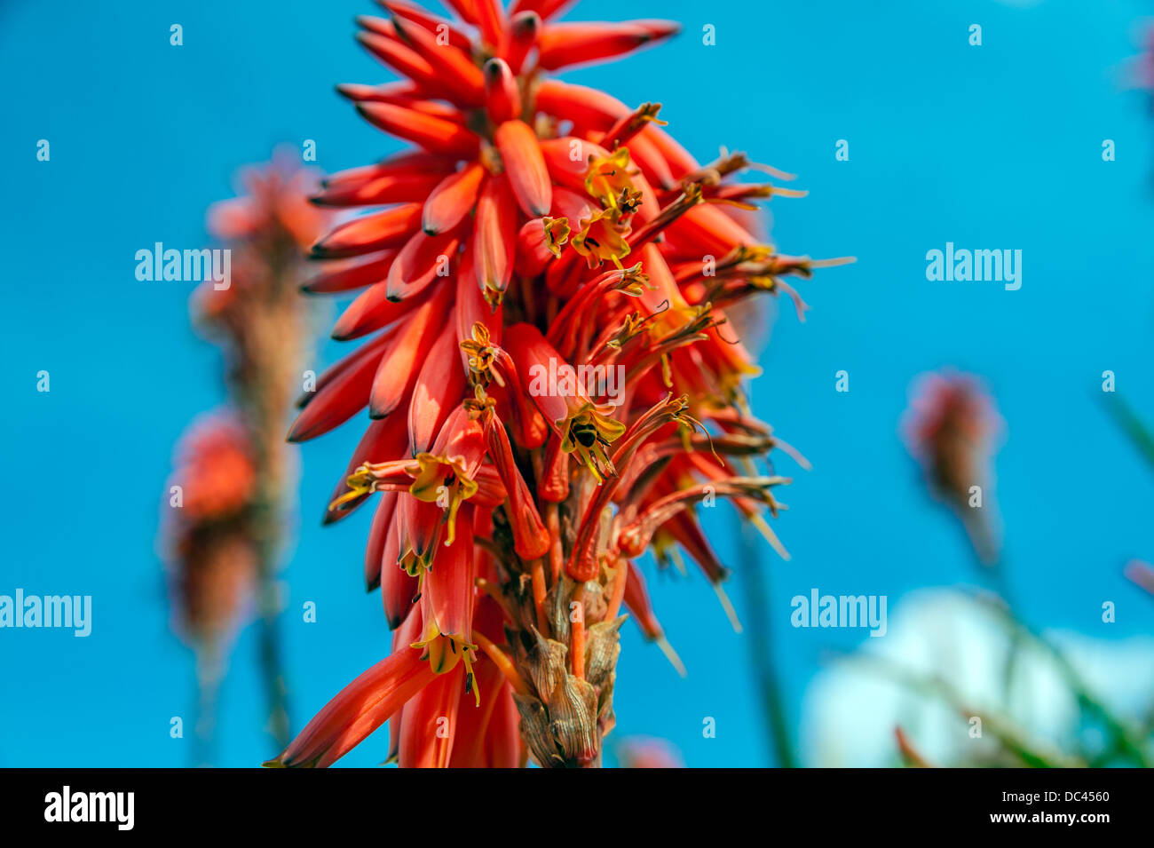 The bee is pollinating the aloe vera red flower Stock Photo