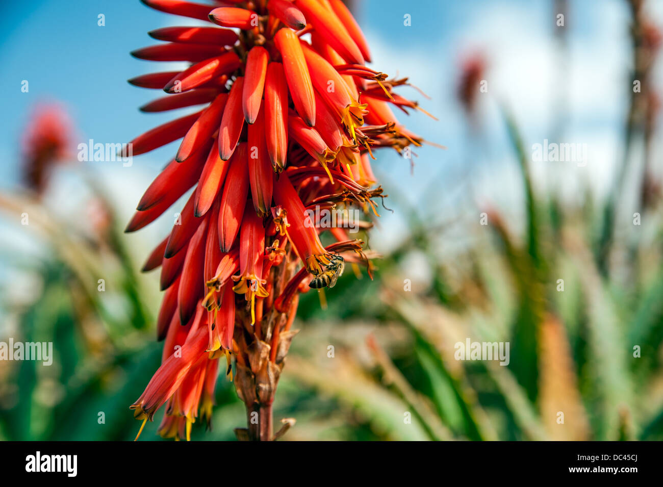 The bee is pollinating the aloe vera red flower Stock Photo