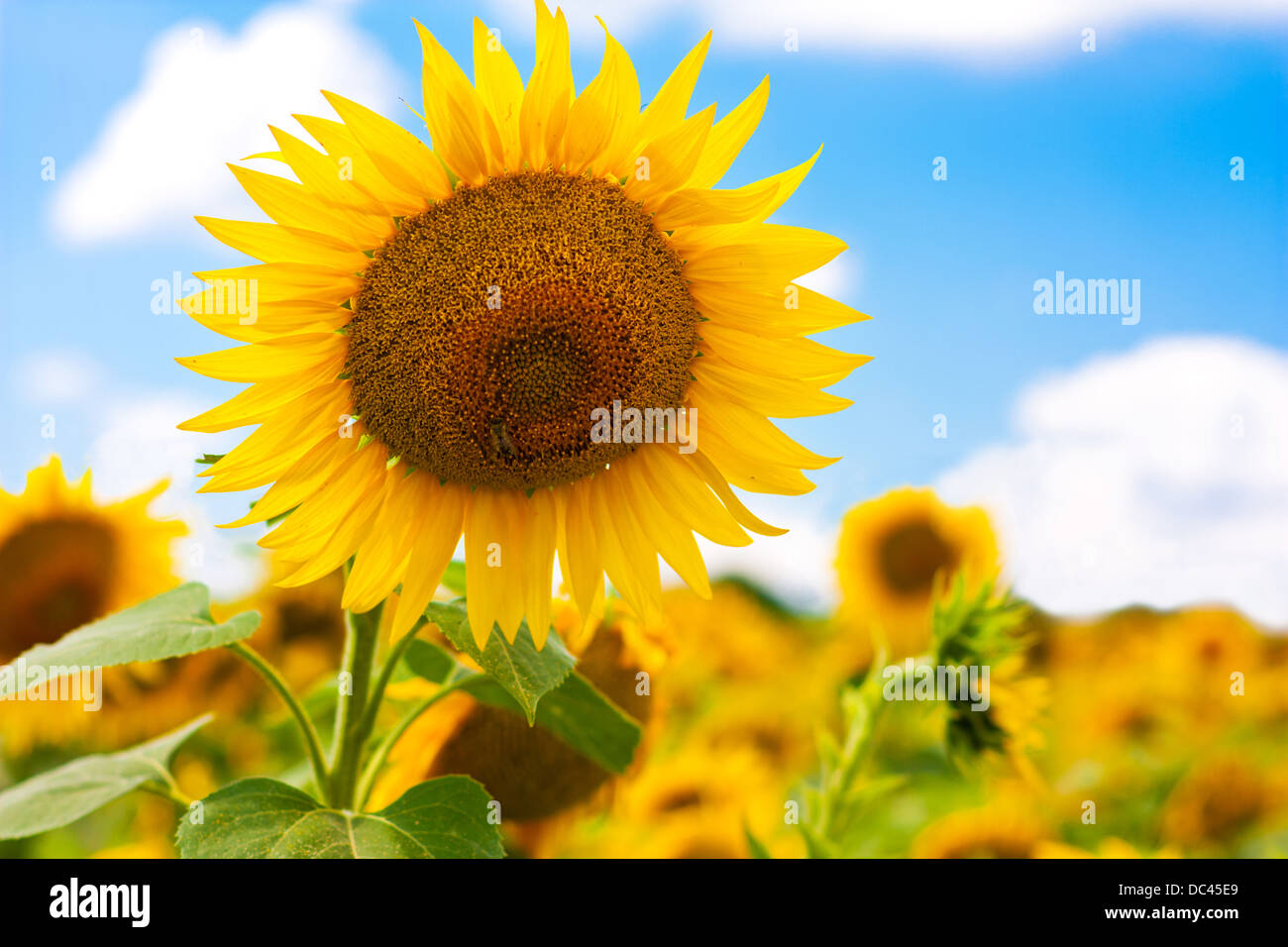 Sunflowers in sunflowers field Stock Photo - Alamy
