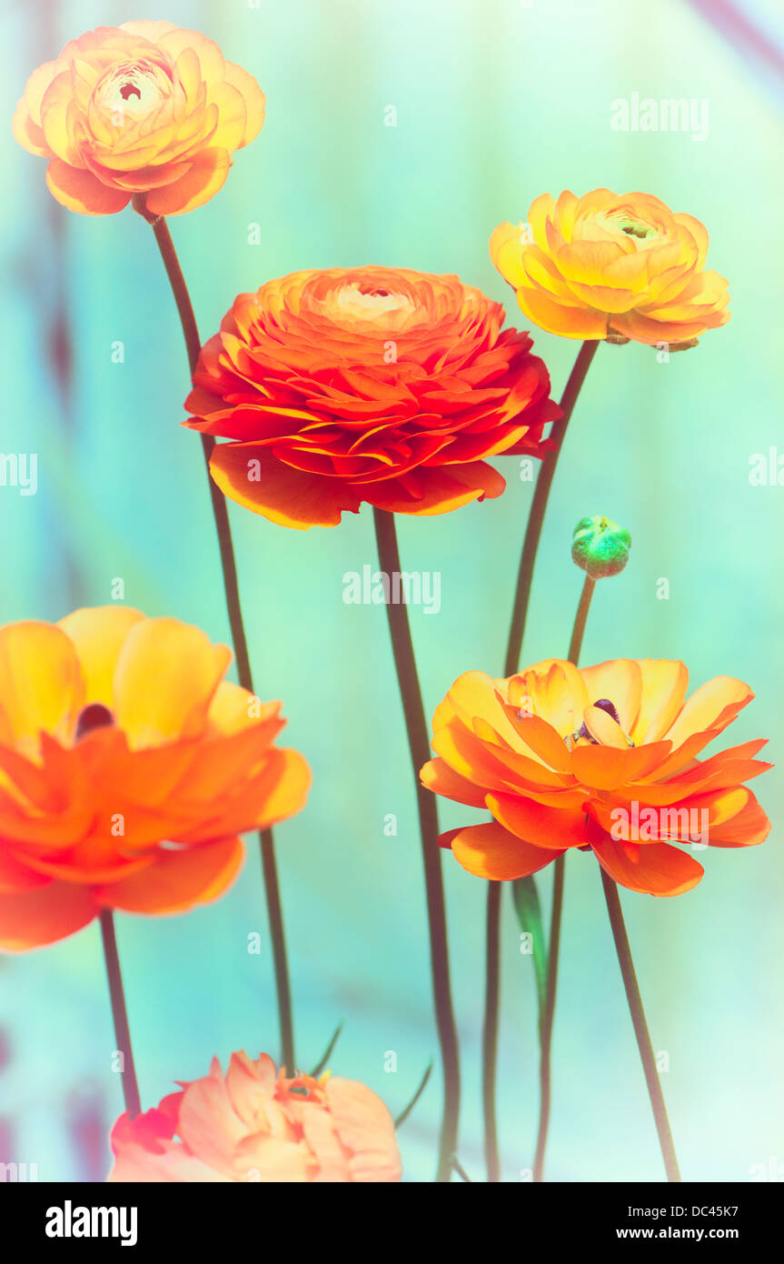 Creative flowers hi-res stock photography and images - Alamy