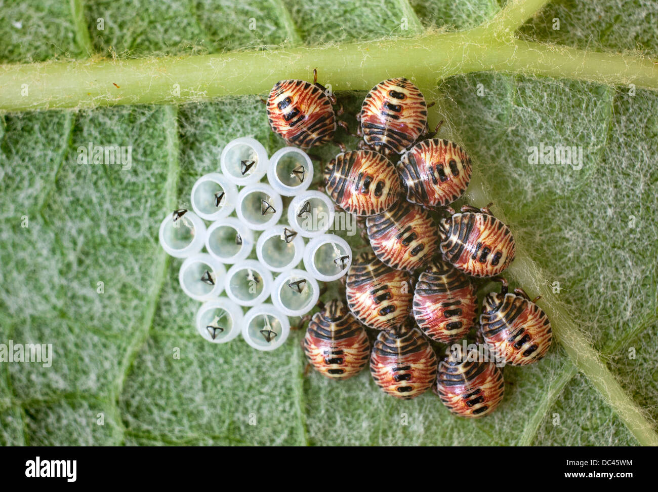 Bugs with their eggs on a grape leaf Stock Photo
