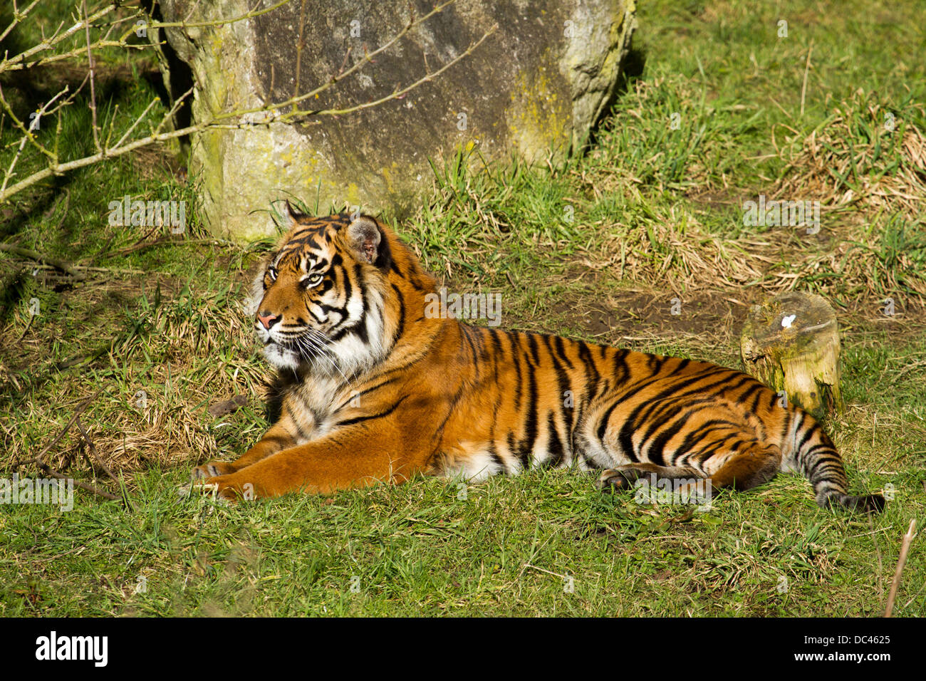 Tiger at flaming park zoo North Yorkshire Stock Photo