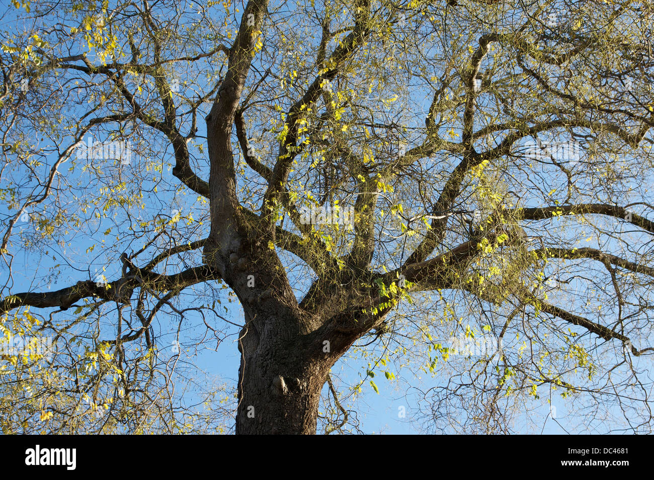 Detail of the historical tree called 'Sophora de Jussieu', planted in the Jardin des Plantes of Paris in 1747 Stock Photo