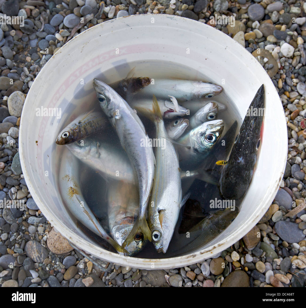 By Fish Fishes catching by net in the sea in a basket Stock Photo - Alamy