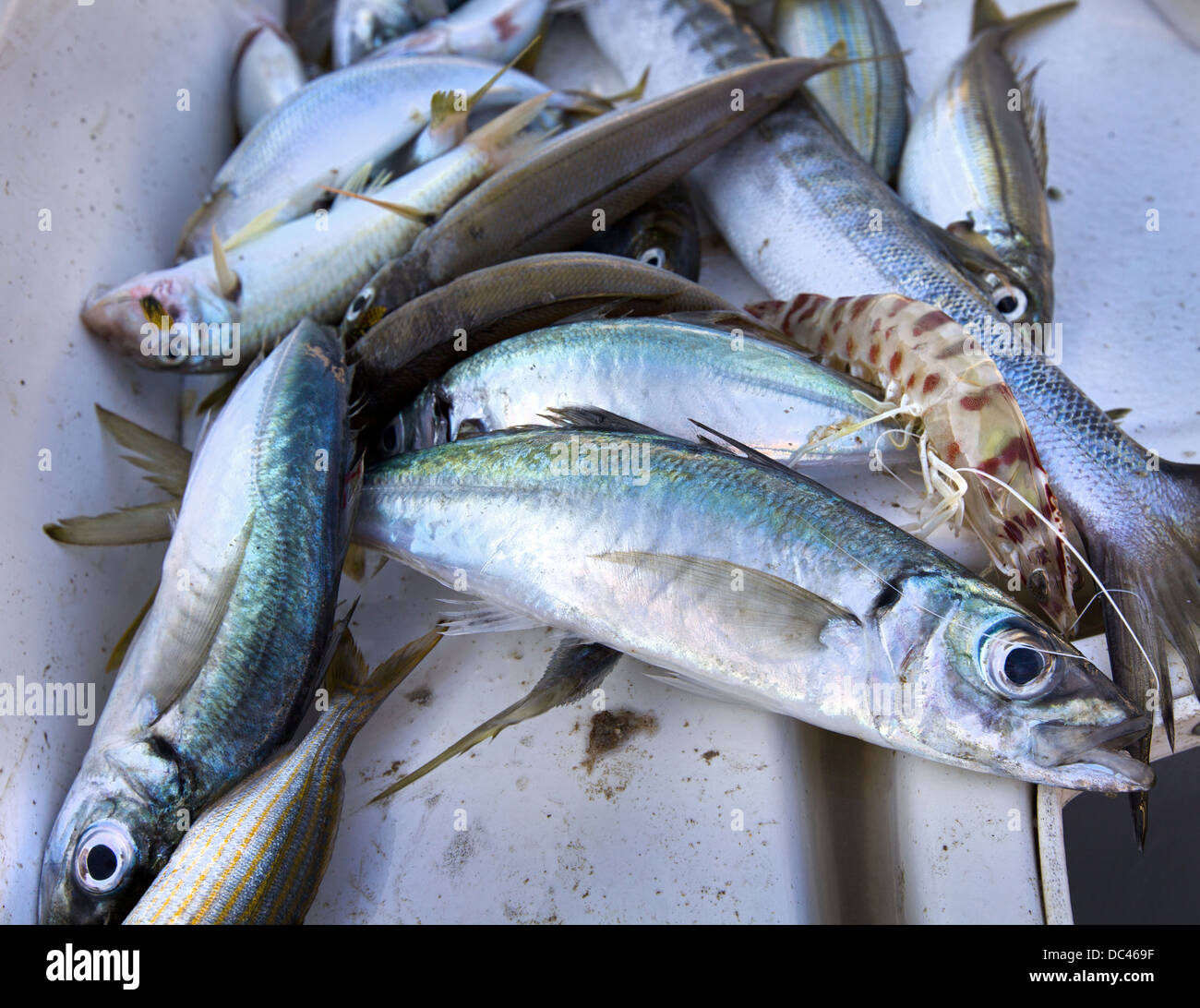 By Fish Fishes catching by net in the sea Stock Photo - Alamy