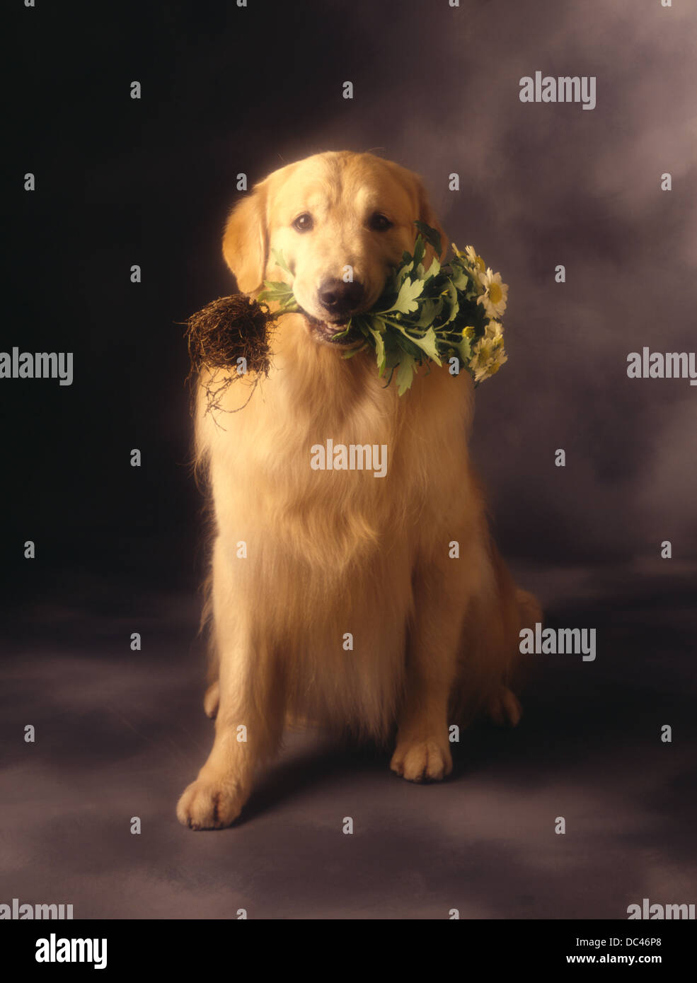 Cute Bad Dog Stock Photo