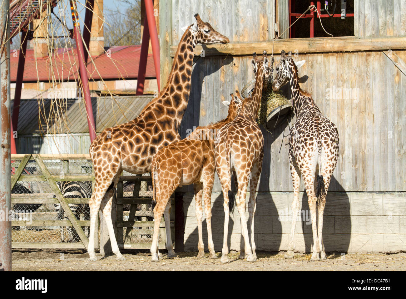 Giraffes feeding at Flaming park zoo in North Yorkshire Stock Photo - Alamy